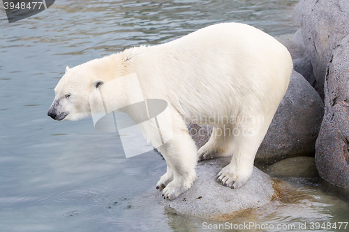 Image of Close-up of a polarbear (icebear)