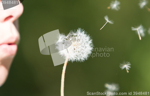 Image of Young woman blowing to the dandelion, selective focus