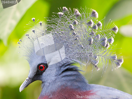 Image of Victoria Crowned bird (Goura victoria)