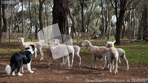 Image of Sheep dog trials