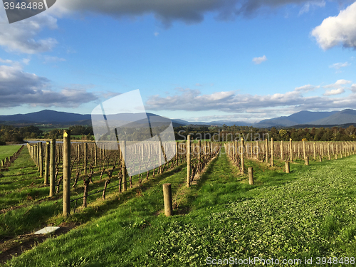 Image of Fresh green vineyards near mountains