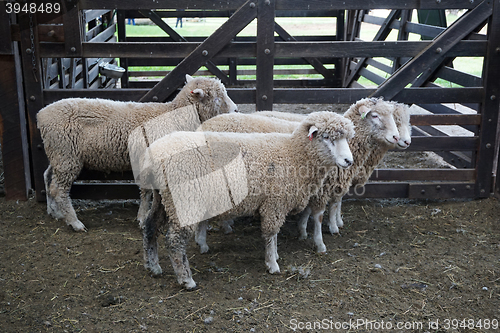 Image of White sheep in fence