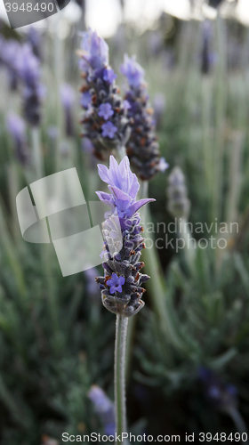 Image of Field of lavender flowers