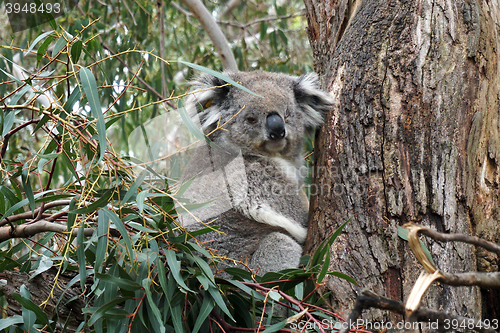 Image of Australian Koala Bear