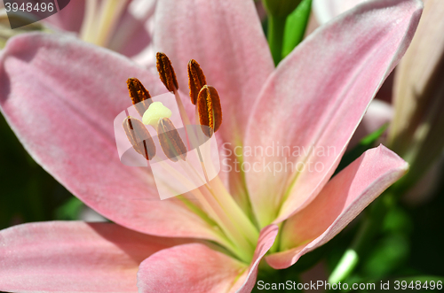 Image of Beautiful lily growing in garden