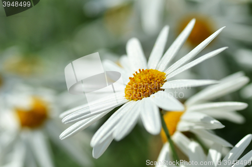 Image of White chamomile flower macro