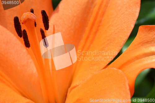 Image of Beautiful lily growing in garden