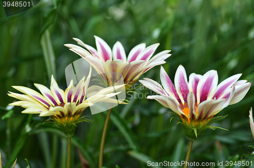 Image of Beautiful flower in a meadow