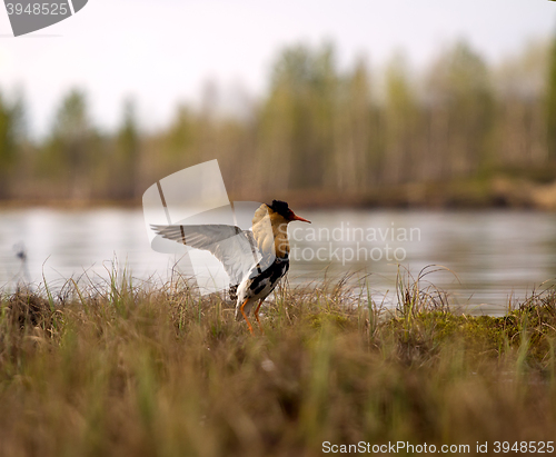 Image of Mating behaviour of ruffs in lek (place of courtship)