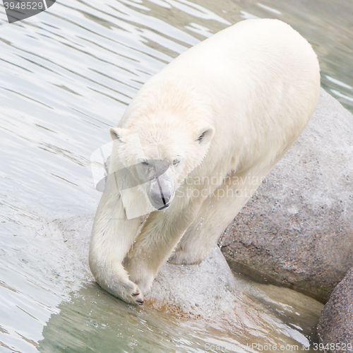 Image of Close-up of a polarbear (icebear)