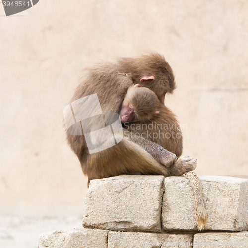 Image of Hamadryas Baboons (Papio hamadryas)