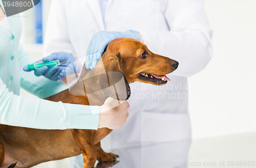 Image of close up of vet making vaccine to dog at clinic