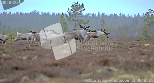 Image of Reindeer in forests and swamps of Lapland. 