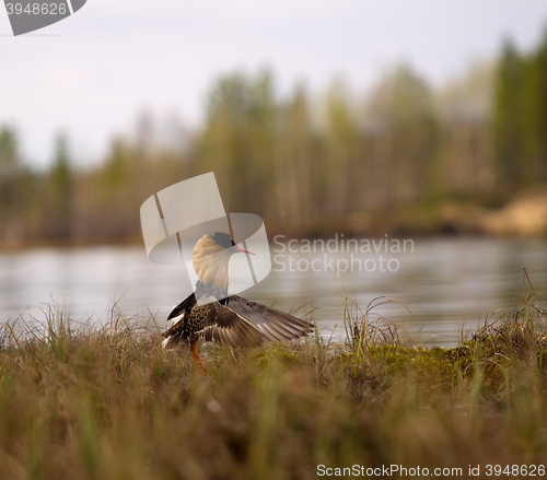 Image of Mating behaviour of ruffs in lek (place of courtship)