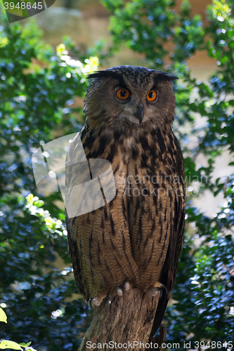 Image of Eagle-Owl (Bubo Bubo)