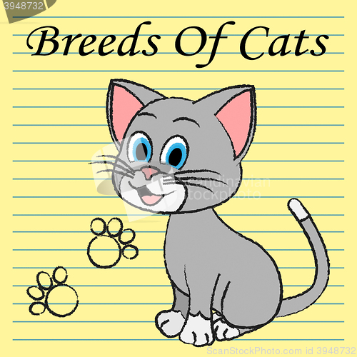 Image of Breeds Of Cats Indicates Pets Puss And Pedigree
