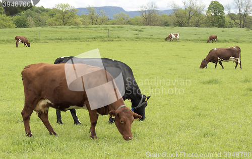 Image of Cow