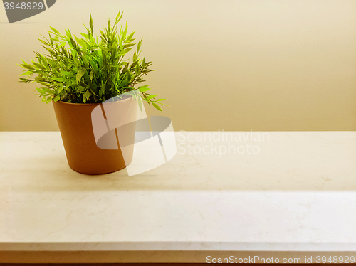 Image of Green plant on the kitchen countertop