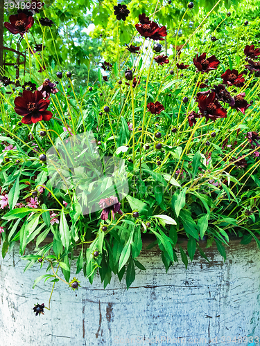 Image of Chocolate Cosmos flowers in sunlight