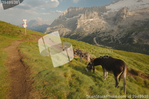 Image of Grazing Donkey in the alp