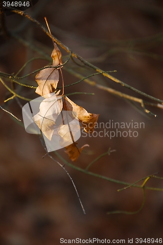 Image of Leaves fallen in autumn