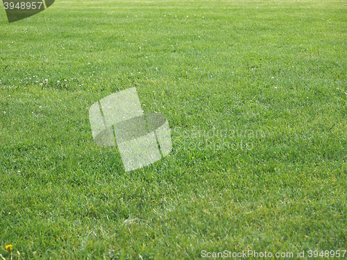 Image of Grass meadow background