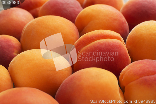 Image of Apricot