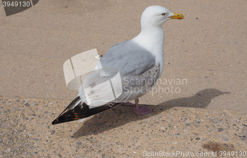 Image of Seagull bird animal