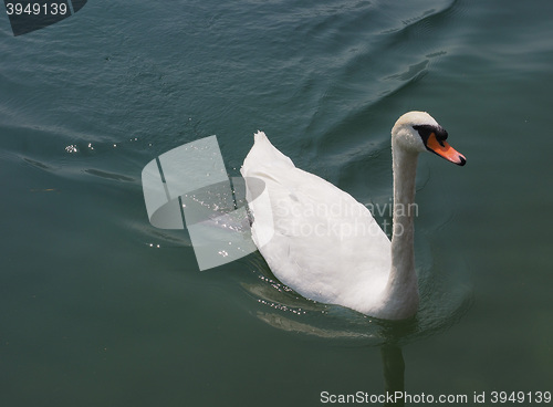 Image of White Swan bird animal