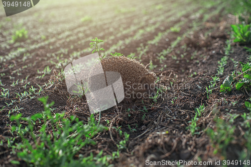 Image of hedgehog at the field