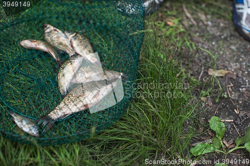 Image of Caughted crucian carp