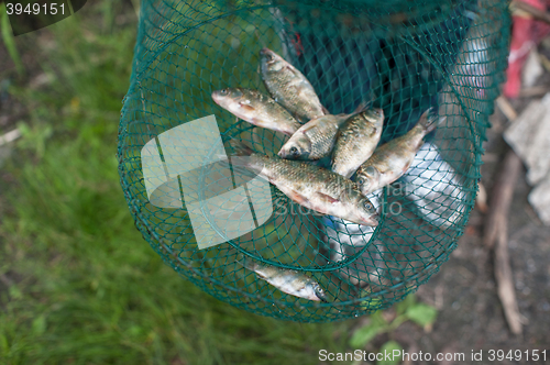 Image of Caughted crucian carp