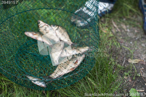 Image of Caughted crucian carp