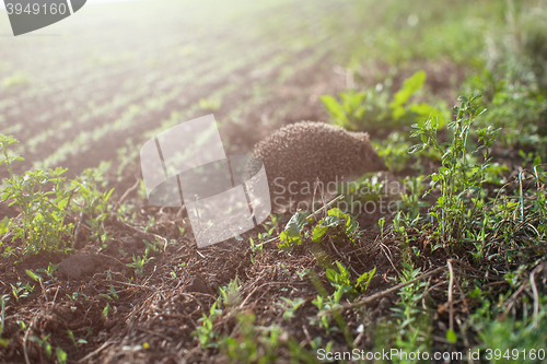 Image of hedgehog at the field