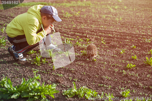 Image of Boy and hedgehog