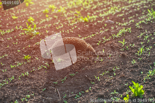 Image of hedgehog at the field