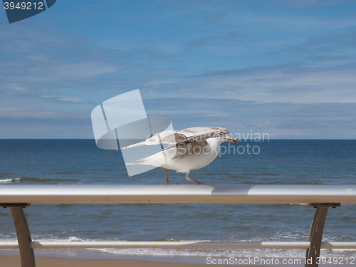 Image of Seagull bird animal