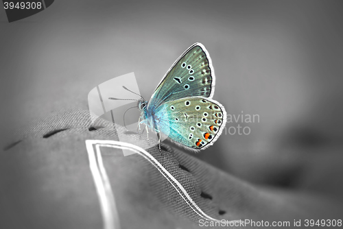 Image of Close up of Beautiful butterfly 