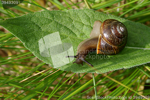 Image of Snail on the green leaf