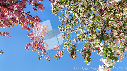 Image of Beautiful flowers of spring trees 