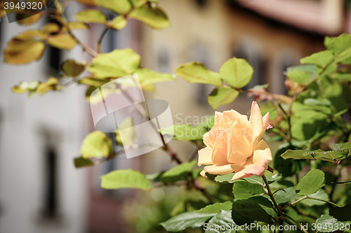 Image of Flowers with blurred houses