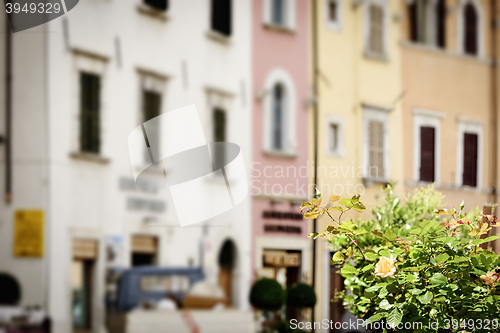 Image of Flowers with blurred houses