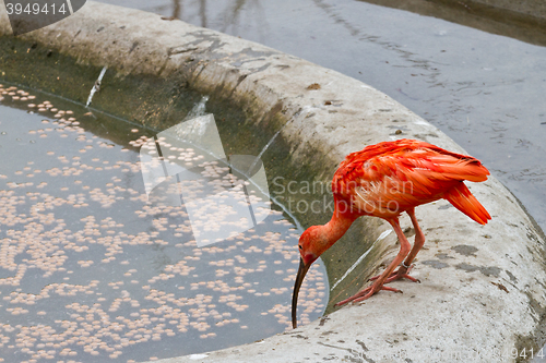 Image of scarlet ibis or Eudocimus ruber