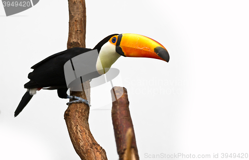 Image of channel-billed toucan