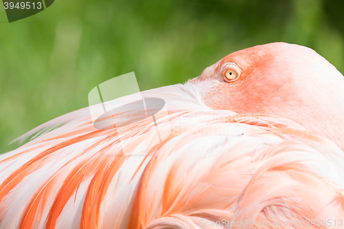 Image of Pink flamingo close-up