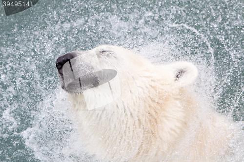 Image of Close-up of a polarbear (icebear), selective focus on the eye