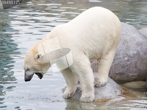 Image of Close-up of a polarbear (icebear)