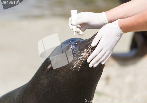 Image of Adult sealion being treated (eye)