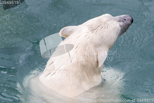 Image of Close-up of a polarbear (icebear)