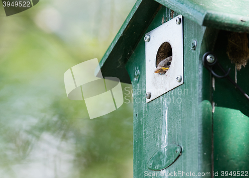 Image of Young sparrow sitting in a birdhouse